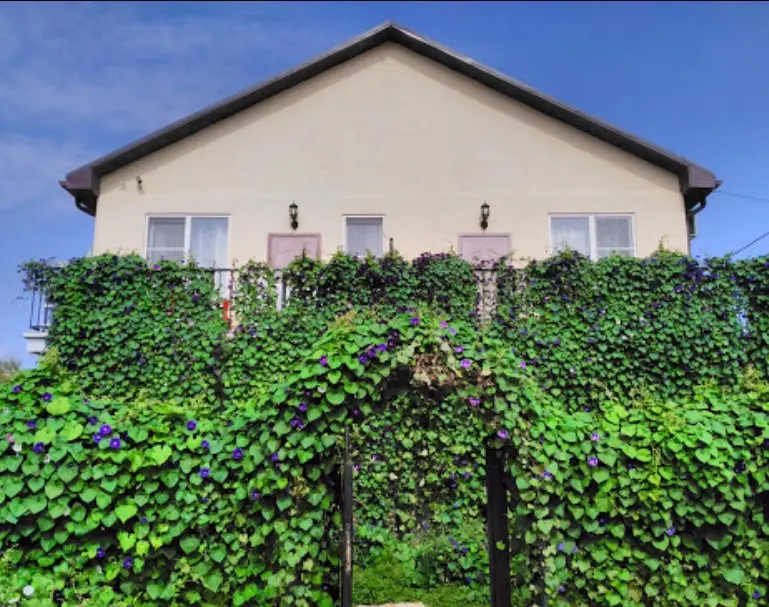 Кучугуры: Provans Guest House