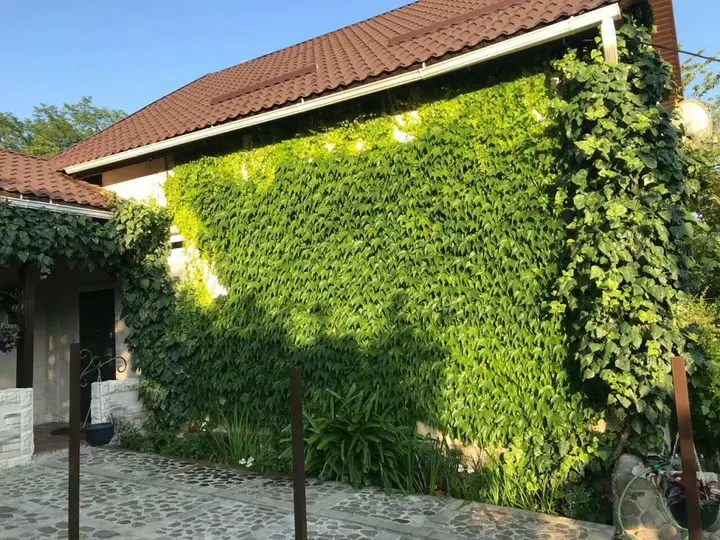 Сочи: Renessaince Guest House