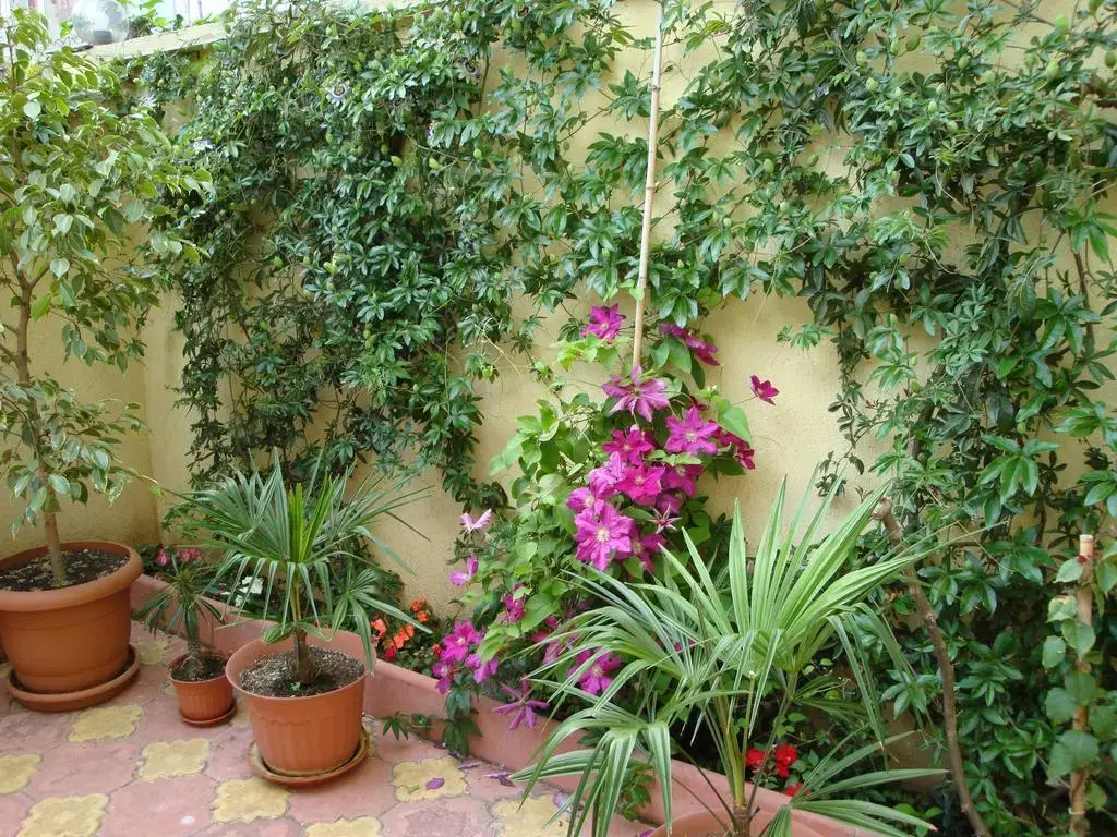 Царево: Stela Guest House