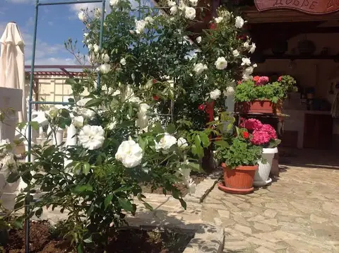 Rose Garden Guest House — фото 1