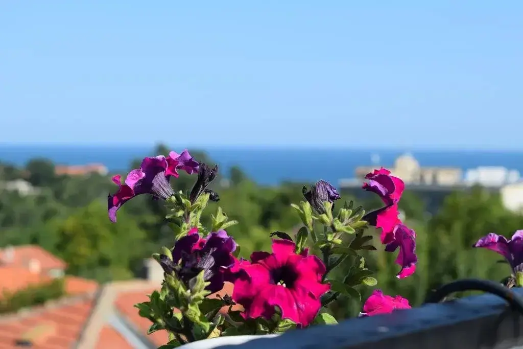 Балчик: Villa Rosa Dei Venti