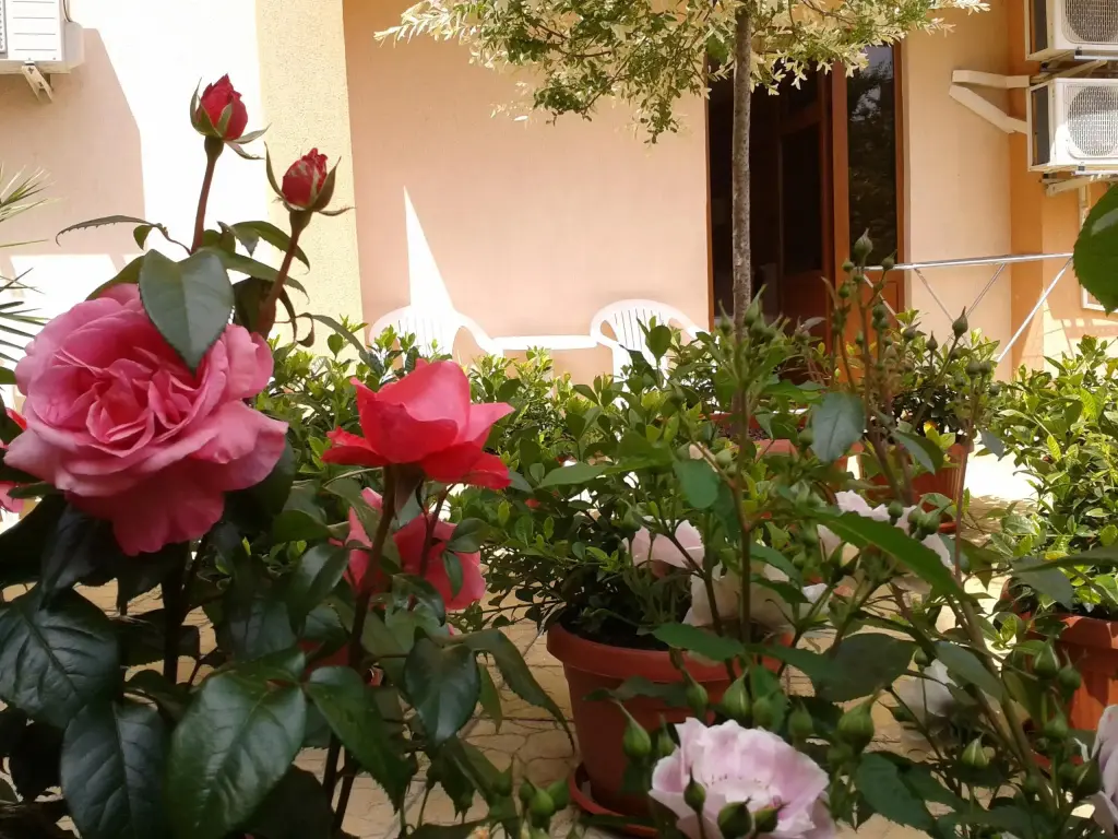 Созополь: Hotel Chuchulev