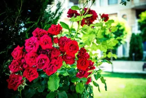 Синеморец: Apart Hotel Apolonia Palace