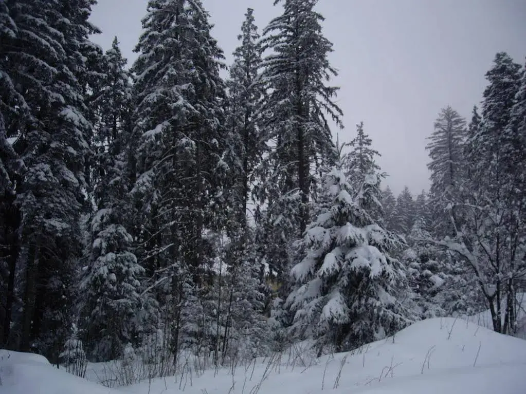 Самоков: Apartments Borovets