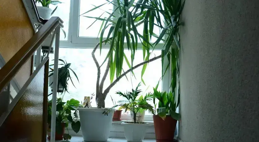 Кранево: Galia Guest House