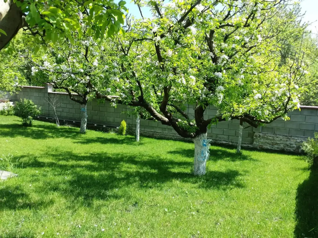 Балчик: Villa Detelina Balchik