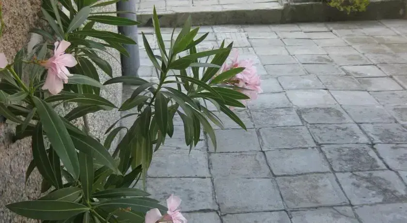 Лозенец: Rosi Guest House