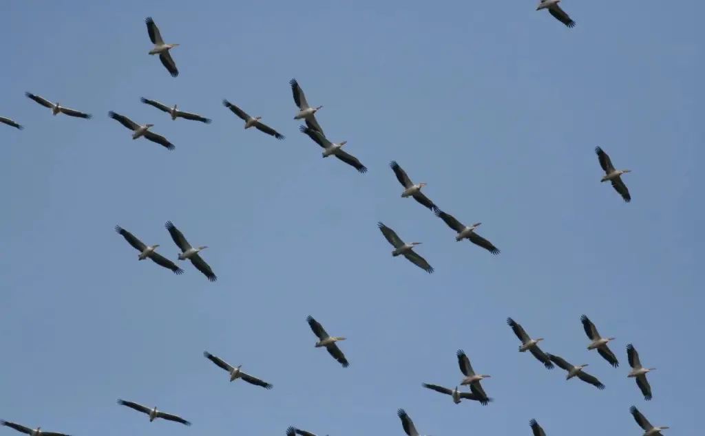 Силистра: Pelican Birding Guest House