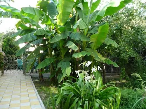 Сочи: Annushka Guest House