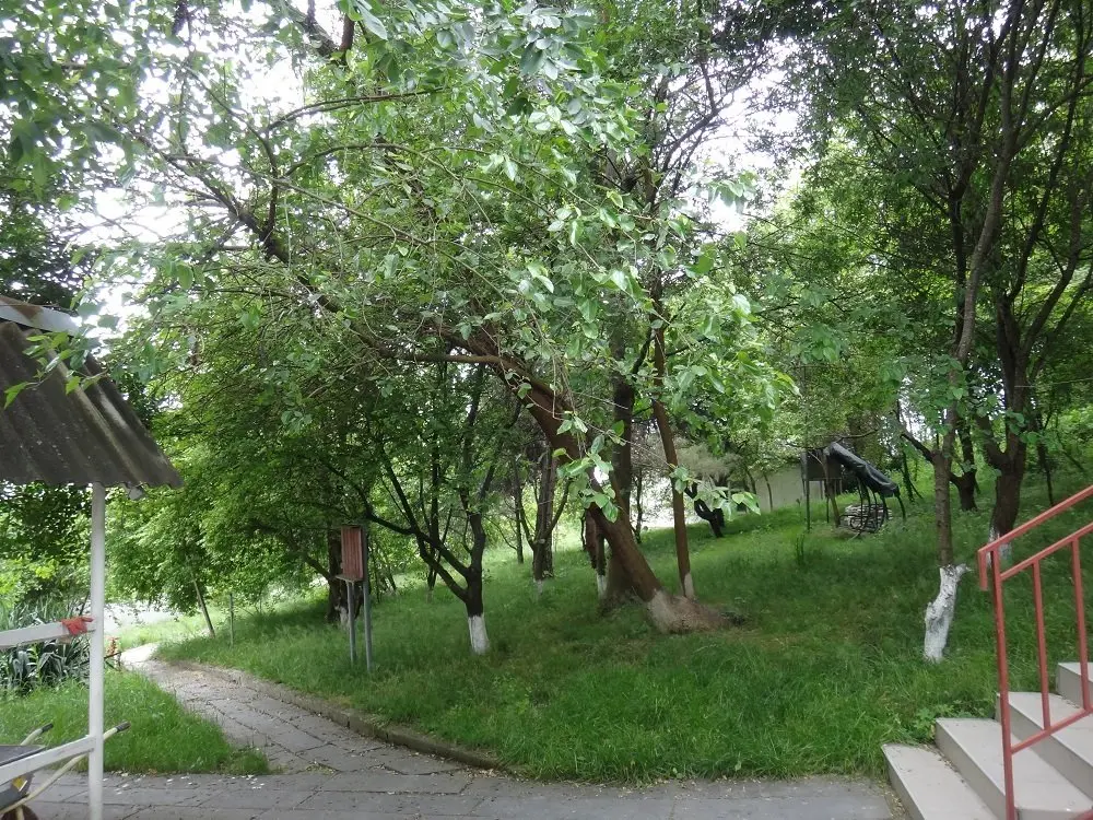 Сочи: Baza Otdykha Palmira (Shuyuk)