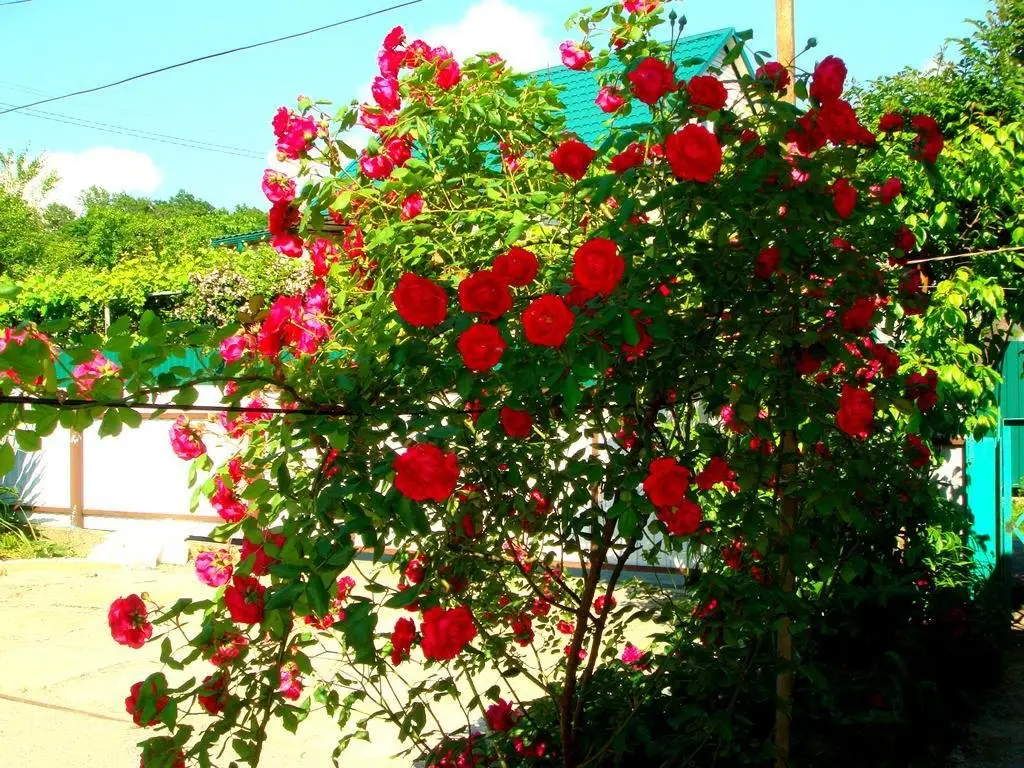 Сочи: Felichita Guest House