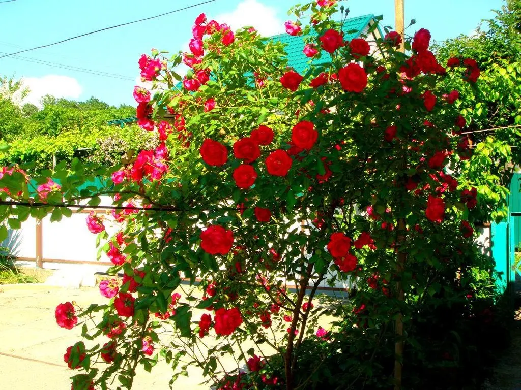 Сочи: Felichita Guest House