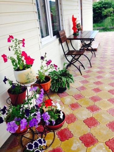 Сочи: Guest House Ellina
