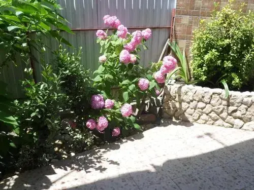 Сочи: Guest House Omichka