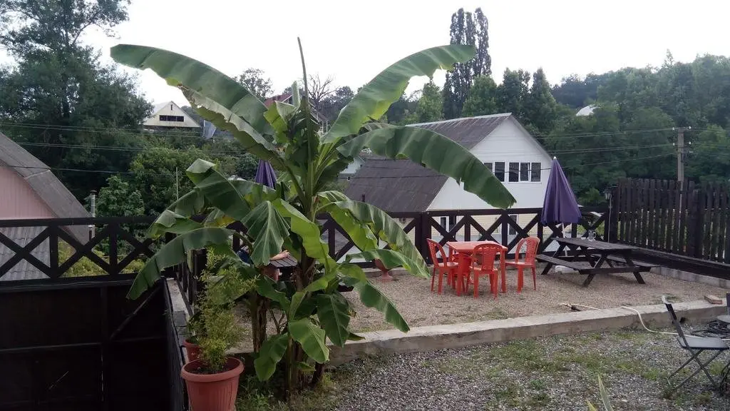 Сочи: Guest House Solnechnyi