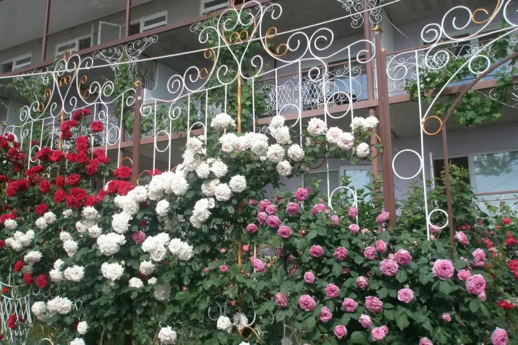 Коктебель: Мини-отель TeremOK Inn