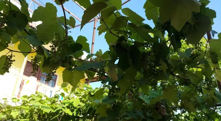 Сочи: Tiflis Guest House