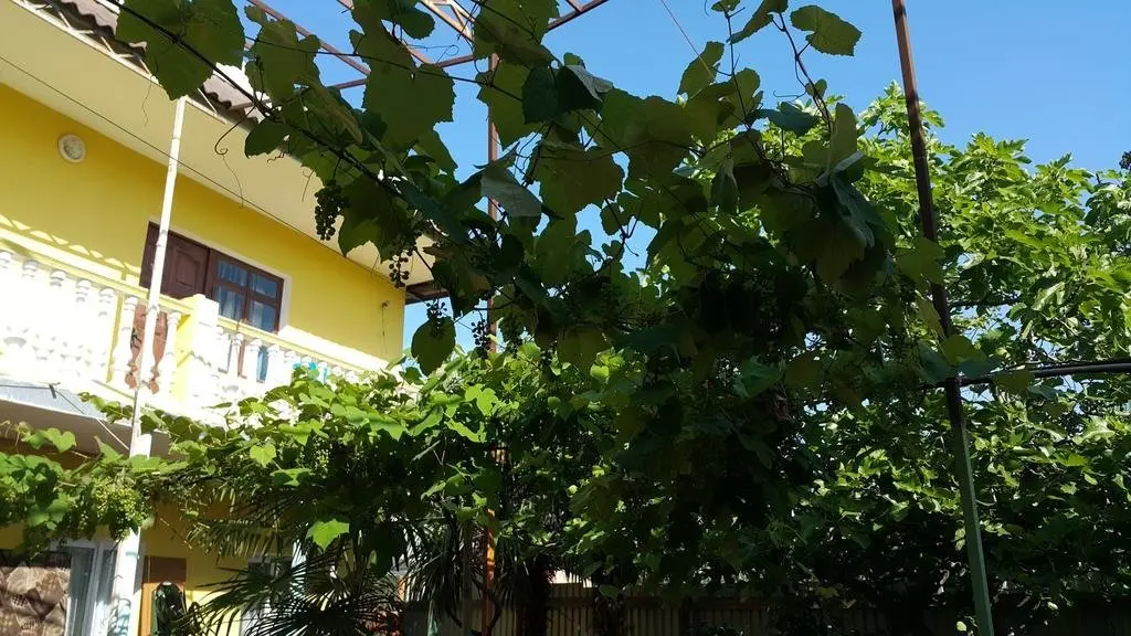 Сочи: Tiflis Guest House