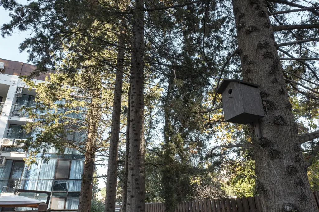 Сочи: Апартаменты Капри Хаус трехместные  в Курортном городке