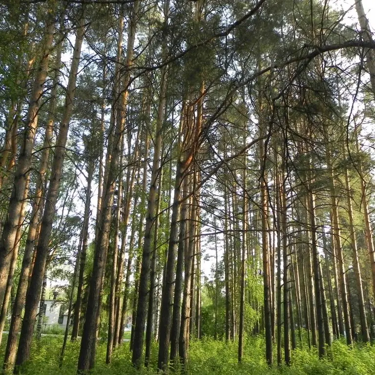 Чайковский: Sanatoriy Kamskie Zori