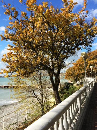 Геленджик: Guest house Pine Forest