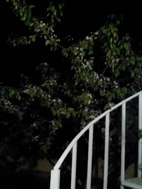 Кучугуры: Guesthouse Pioner
