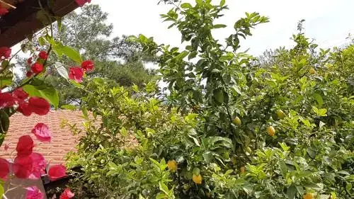 Кёйджегиз: Mandarin Konukevi