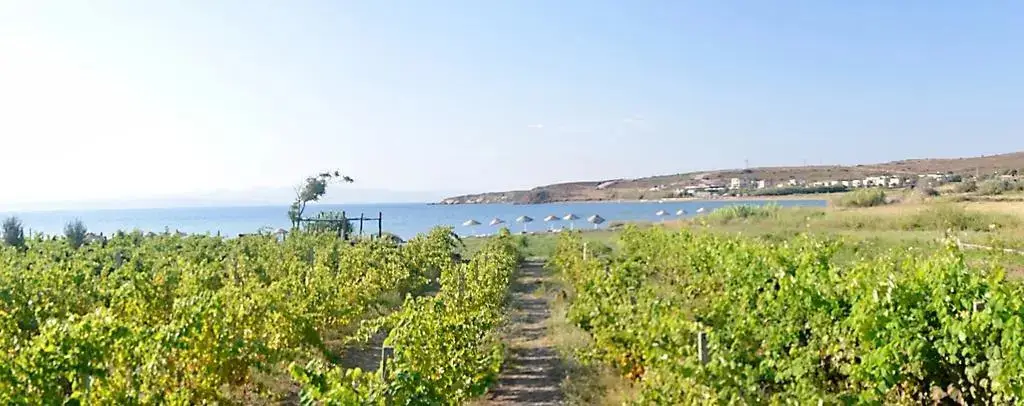 Бозджаада: Saklıbahçe Hotel