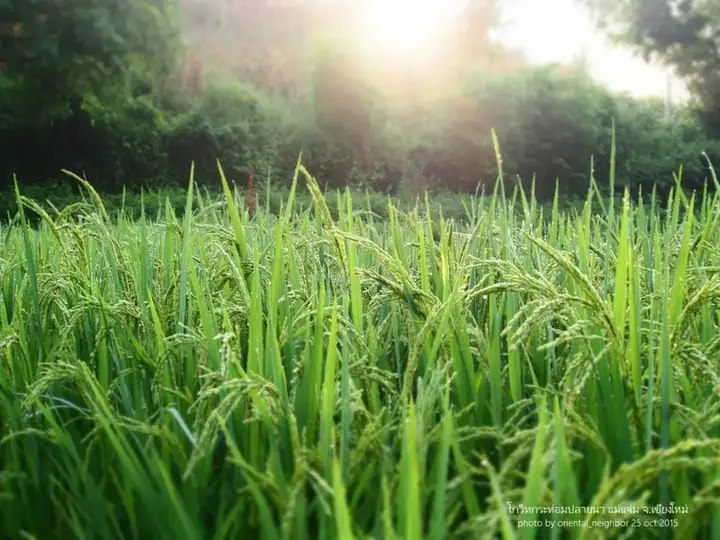 Мае-Ванг: KowitFarmstay
