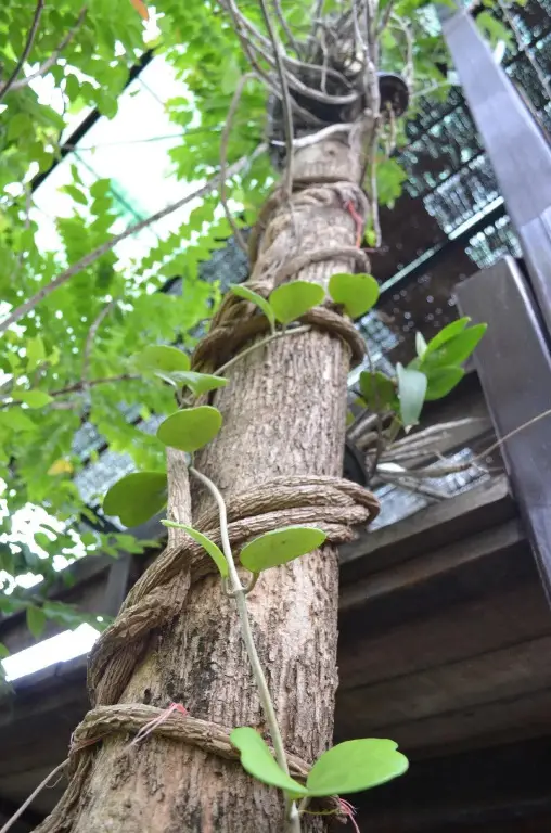 Ванг Нам Кхио: Wangnamkeaw In Love