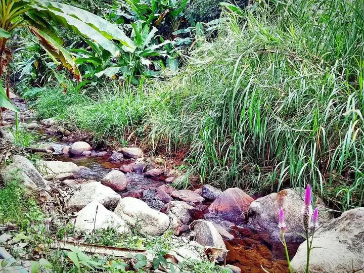 Паи: Baan Pai Likit
