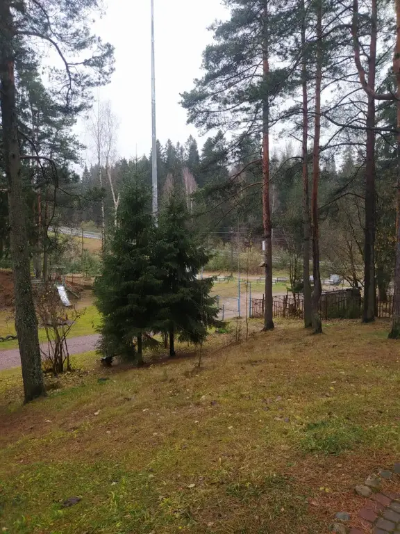 Токсово: Динамо
