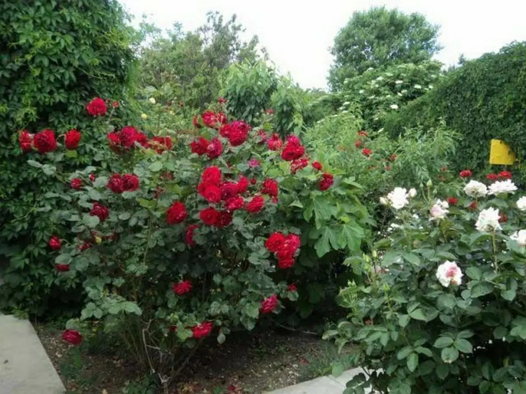 Курортное: Guest house Uyut