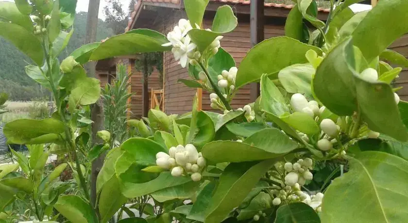 Адрасан: Adrasya Bungalovs