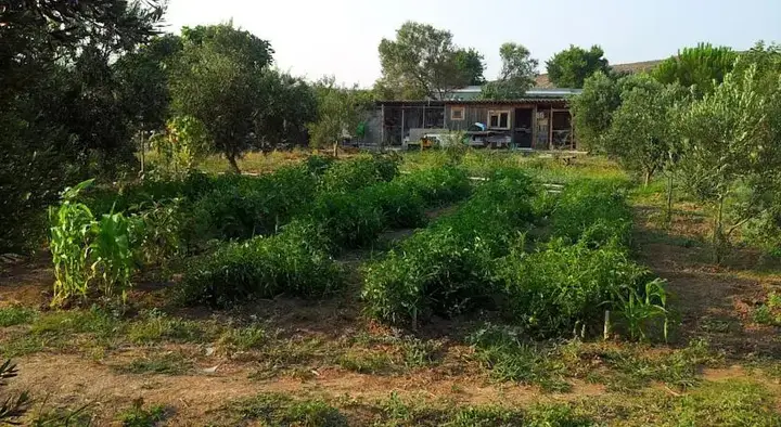 Бозджаада: Bozcaada Pension Bag Evi
