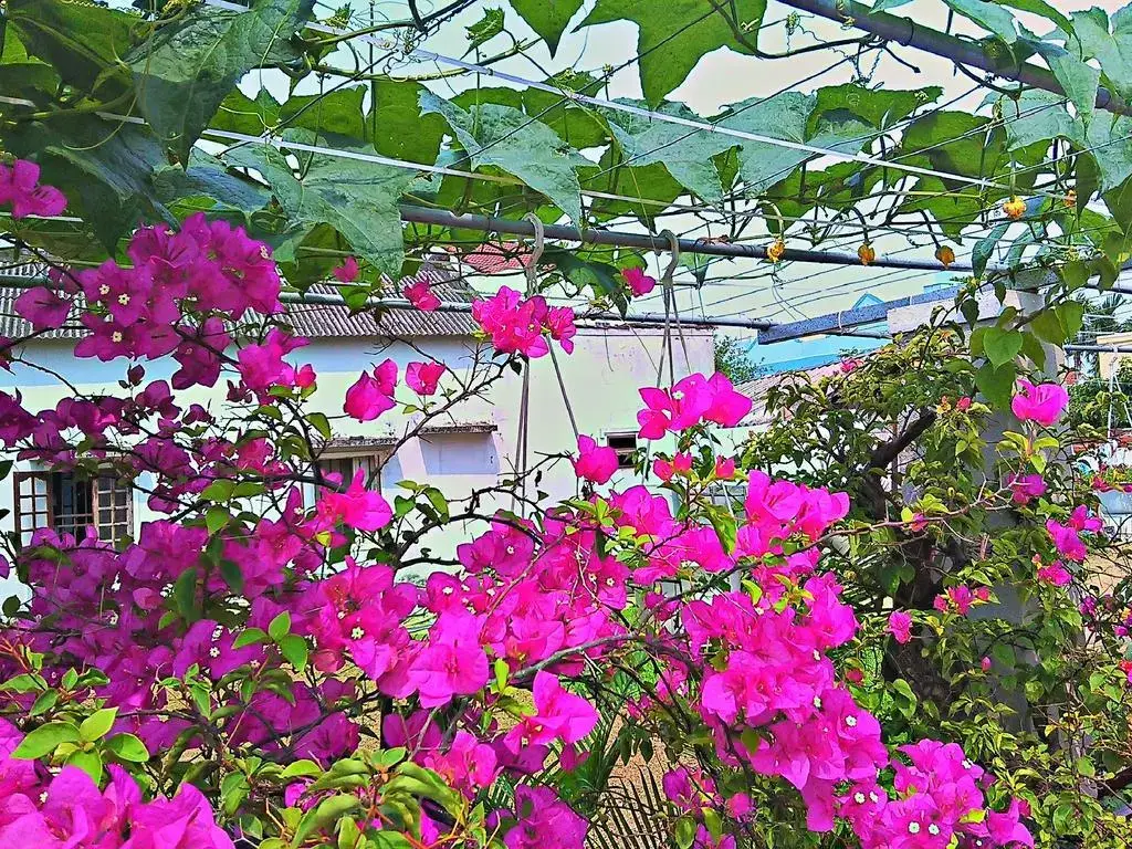 Хойан: MS Tri House Homestay