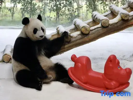Нанкин: Nanjing Ziqing Lake Hot Spring Resort (Wildlife World)