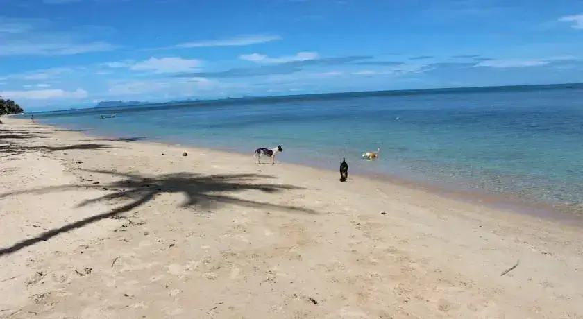 Самуи: Bungalow Samui Ocean View
