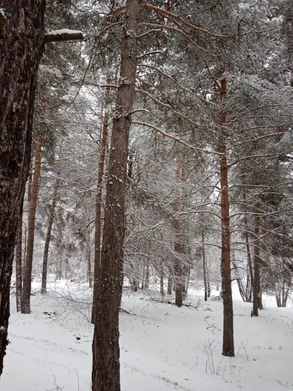 Архыз: Шале Paradise Forest 5