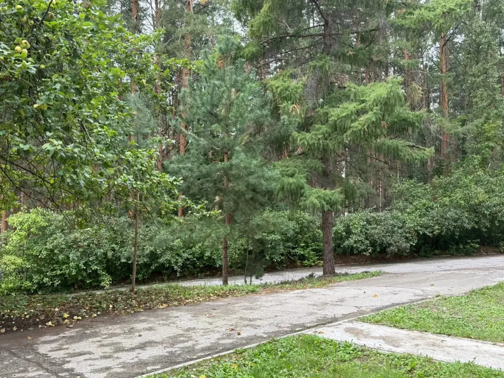 Тольятти: Хостел Сосновый Бор