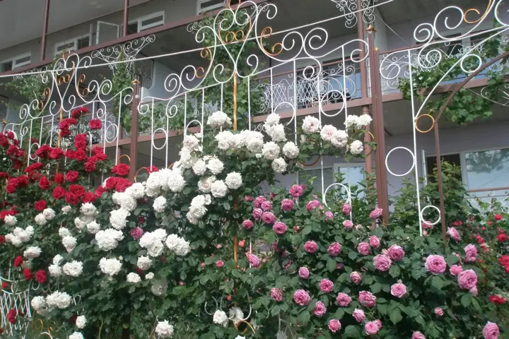 Коктебель: Мини-отель TeremOK Inn