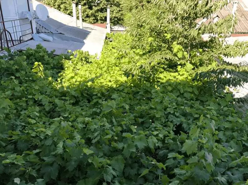 Анапа: Гостевой дом Амелия