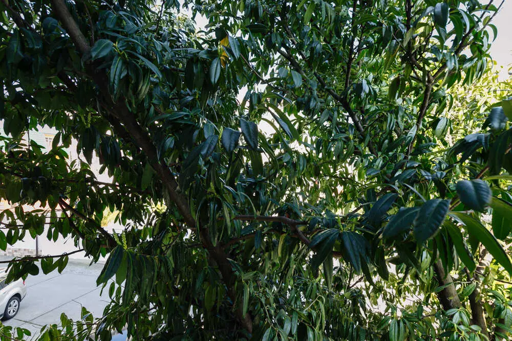 Сириус: Palma Park