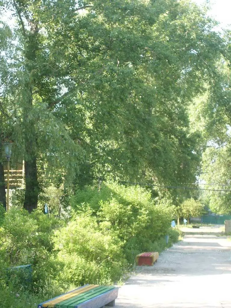 Тольятти: База отдыха Тихие зори