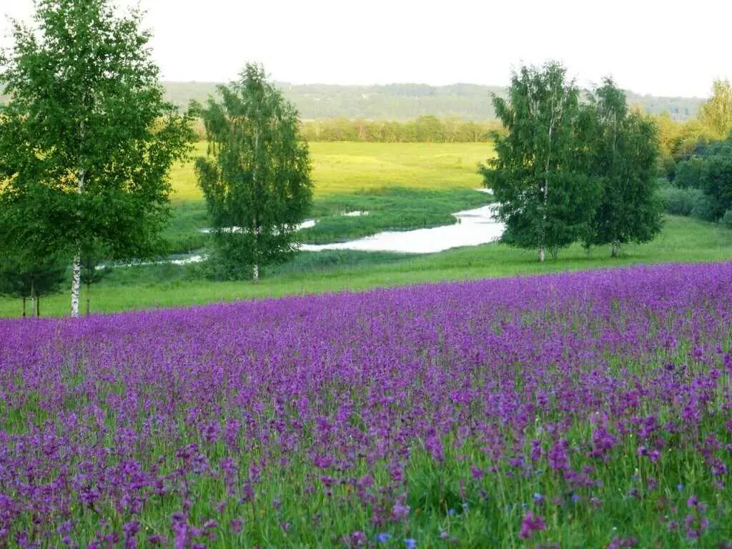 Любытино: Любытино-Хутор