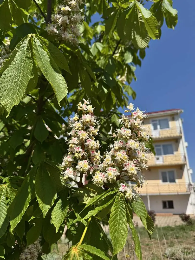 Николаевка: Вилла "Солка"